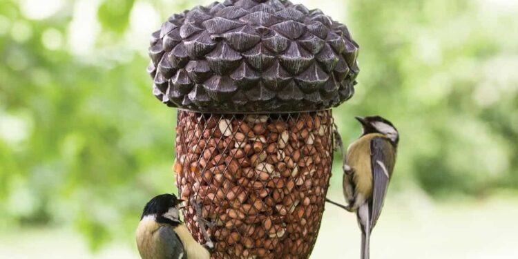 Est-ce que les oiseaux aiment les pâtes ?