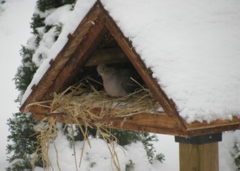 Est-ce que les oiseaux dorment dans les nichoirs ?