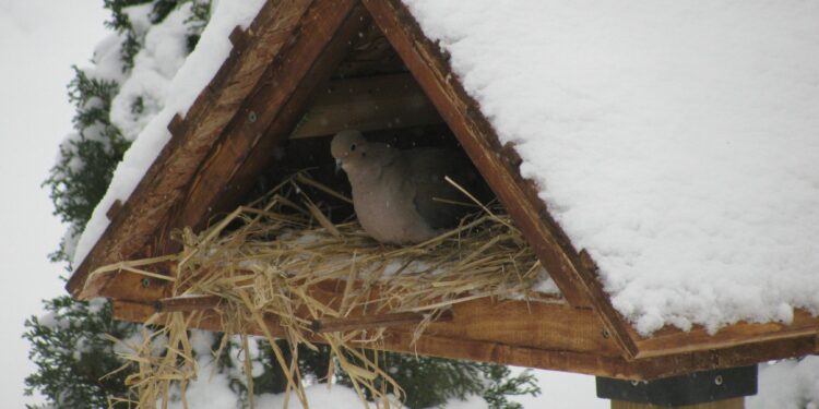 Est-ce que les oiseaux dorment dans les nichoirs ?