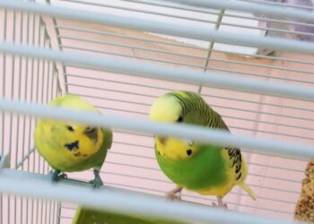 Est-ce que les oiseaux font l'amour ?