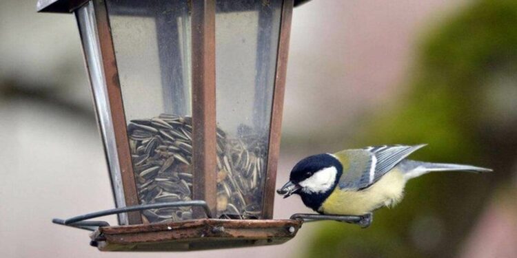 Est-ce que les oiseaux mangent de la banane ?
