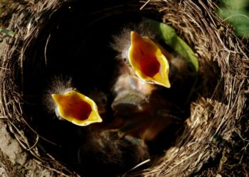 Est-ce que les oiseaux mangent des œufs durs ?