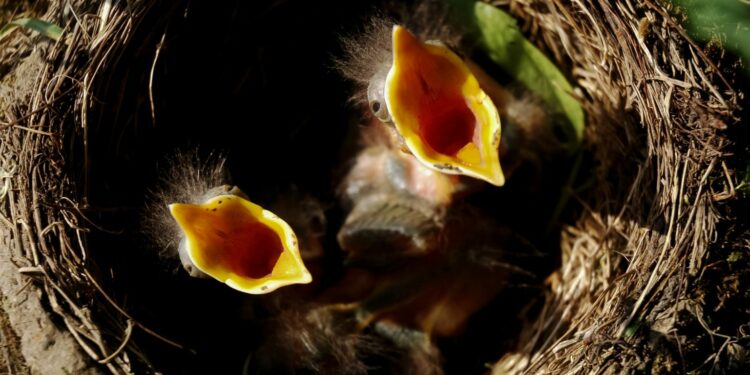 Est-ce que les oiseaux mangent des œufs durs ?