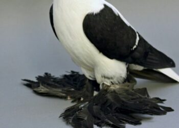 Est-ce que les oiseaux ont froid aux pattes ?