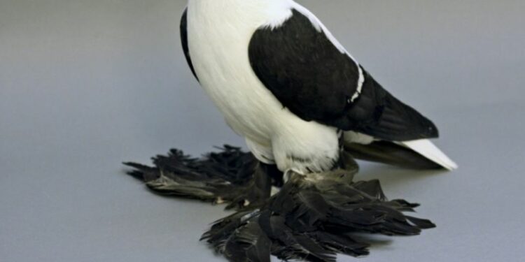 Est-ce que les oiseaux ont froid aux pattes ?