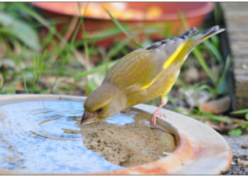Est-ce que les oiseaux ont soif ?