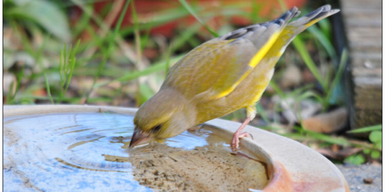 Est-ce que les oiseaux ont soif ?