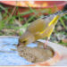 Est-ce que les oiseaux ont soif ?