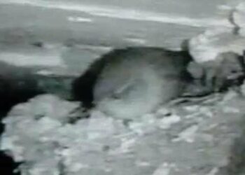 Est-ce que les oiseaux peuvent avoir froid ?