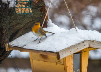 Est-ce que les oiseaux peuvent avoir froid ?