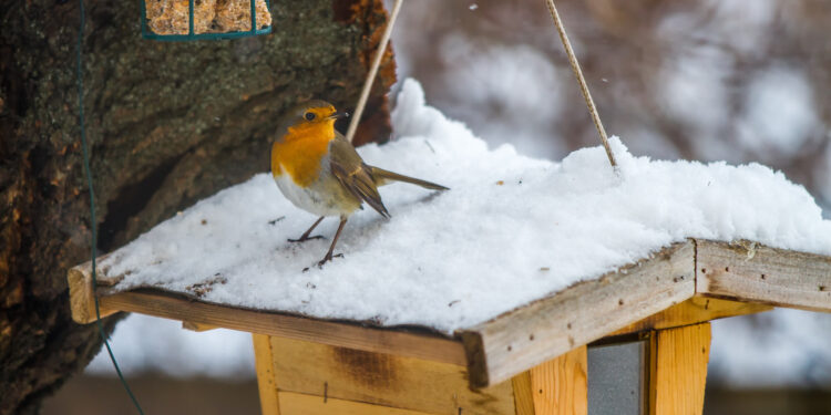 Est-ce que les oiseaux peuvent avoir froid ?