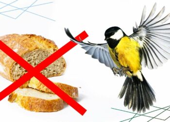 Est-ce que les oiseaux peuvent manger des miettes de pain ?