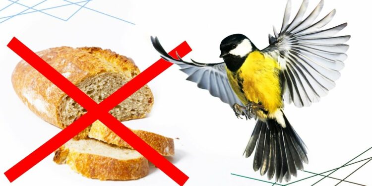 Est-ce que les oiseaux peuvent manger des miettes de pain ?