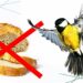 Est-ce que les oiseaux peuvent manger des miettes de pain ?