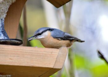 Est-ce que les oiseaux pondent tous les jours ?