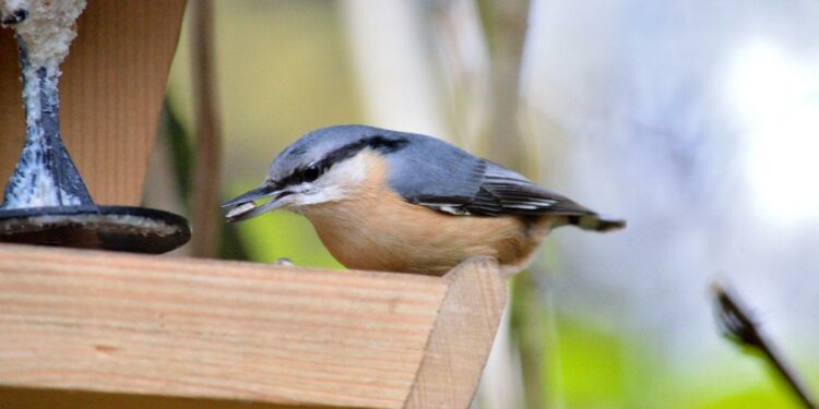 Est-ce que les oiseaux pondent tous les jours ?