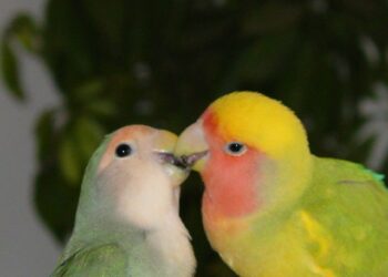 Est-ce que les oiseaux sont intelligents ?