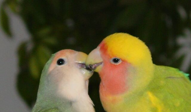 Est-ce que les oiseaux sont intelligents ?