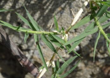 Est-ce que les pattes de poule se mange ?
