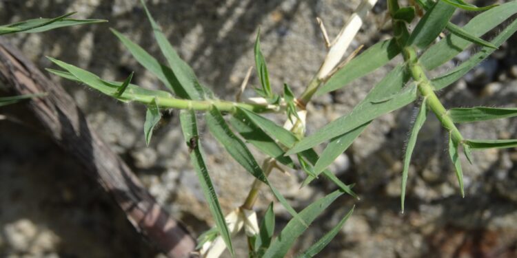 Est-ce que les pattes de poule se mange ?