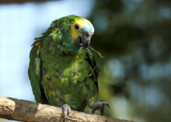 Est-ce que les perroquet mange de la salade ?