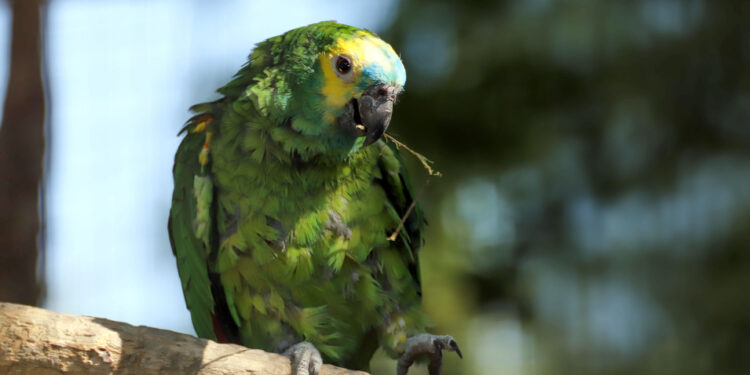 Est-ce que les perroquet mange de la salade ?