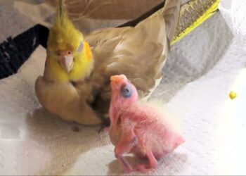 Est-ce que les perruches craignent le froid ?