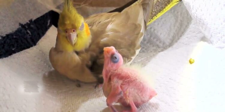 Est-ce que les perruches craignent le froid ?