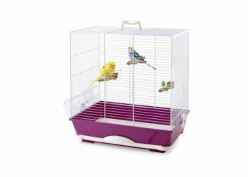 Est-ce que les perruches craignent le froid ?