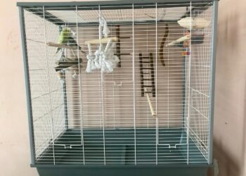 Est-ce que les perruches craignent le froid ?