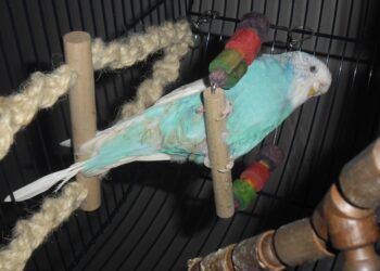 Est-ce que les perruches craignent le froid ?