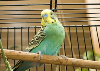 Est-ce que les perruches mangent du pain ?