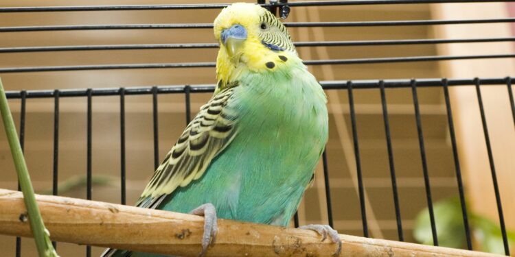 Est-ce que les perruches mangent du pain ?