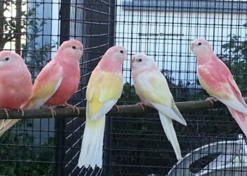 Est-ce que les perruches peuvent parler ?