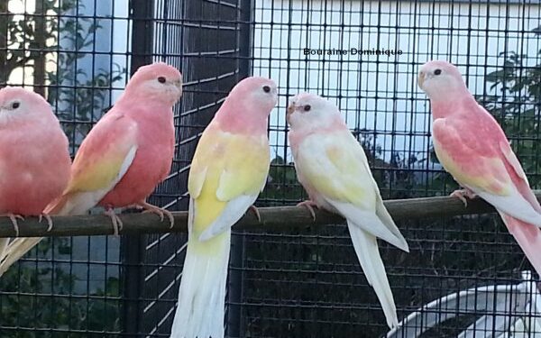 Est-ce que les perruches peuvent parler ?