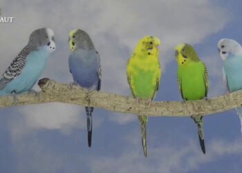 Est-ce que les perruches peuvent vivre dehors ?