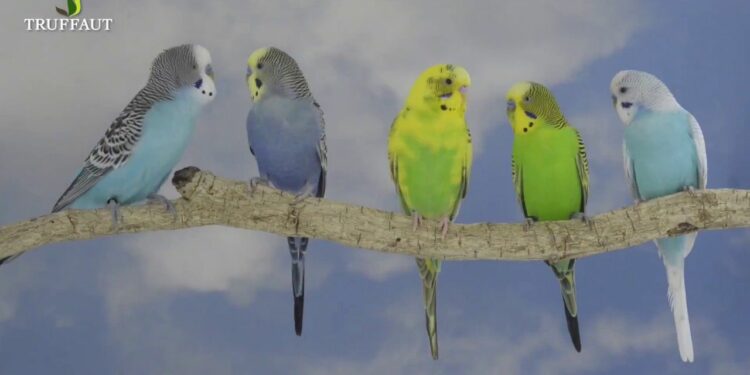 Est-ce que les perruches peuvent vivre dehors ?
