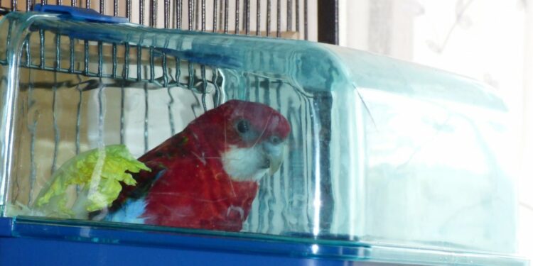 Est-ce que les perruches se baignent ?