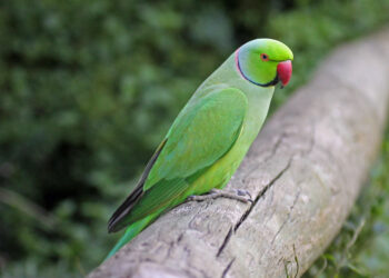 Est-ce que les perruches sont nuisibles ?