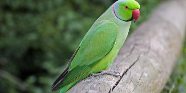 Est-ce que les perruches sont nuisibles ?