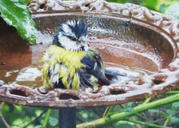 Est-ce que les phasmes mangent de la salade ?