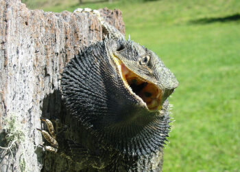 Est-ce que les pogona mange des carottes ?