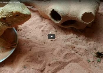 Est-ce que les pogona mange des carottes ?