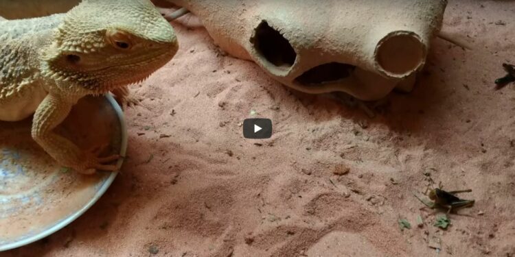 Est-ce que les pogona mange des carottes ?