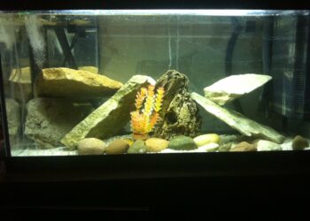 Est-ce que les poissons accouche par la bouche ?