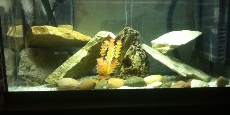 Est-ce que les poissons accouche par la bouche ?