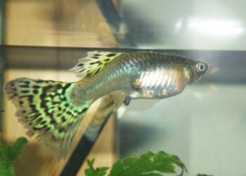 Est-ce que les poissons baisent ?