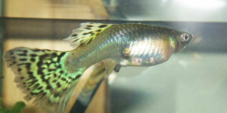 Est-ce que les poissons baisent ?