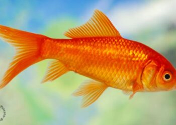 Est-ce que les poissons dorment ?