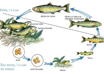 Est-ce que les poissons dorment ?